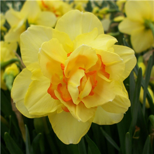 Narcissus (Daffodil) 'Tahiti'. Loose, Per 10 Bulbs.